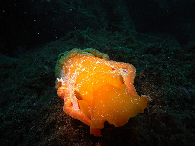 M0020108.jpg