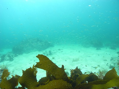 M0070026.jpg